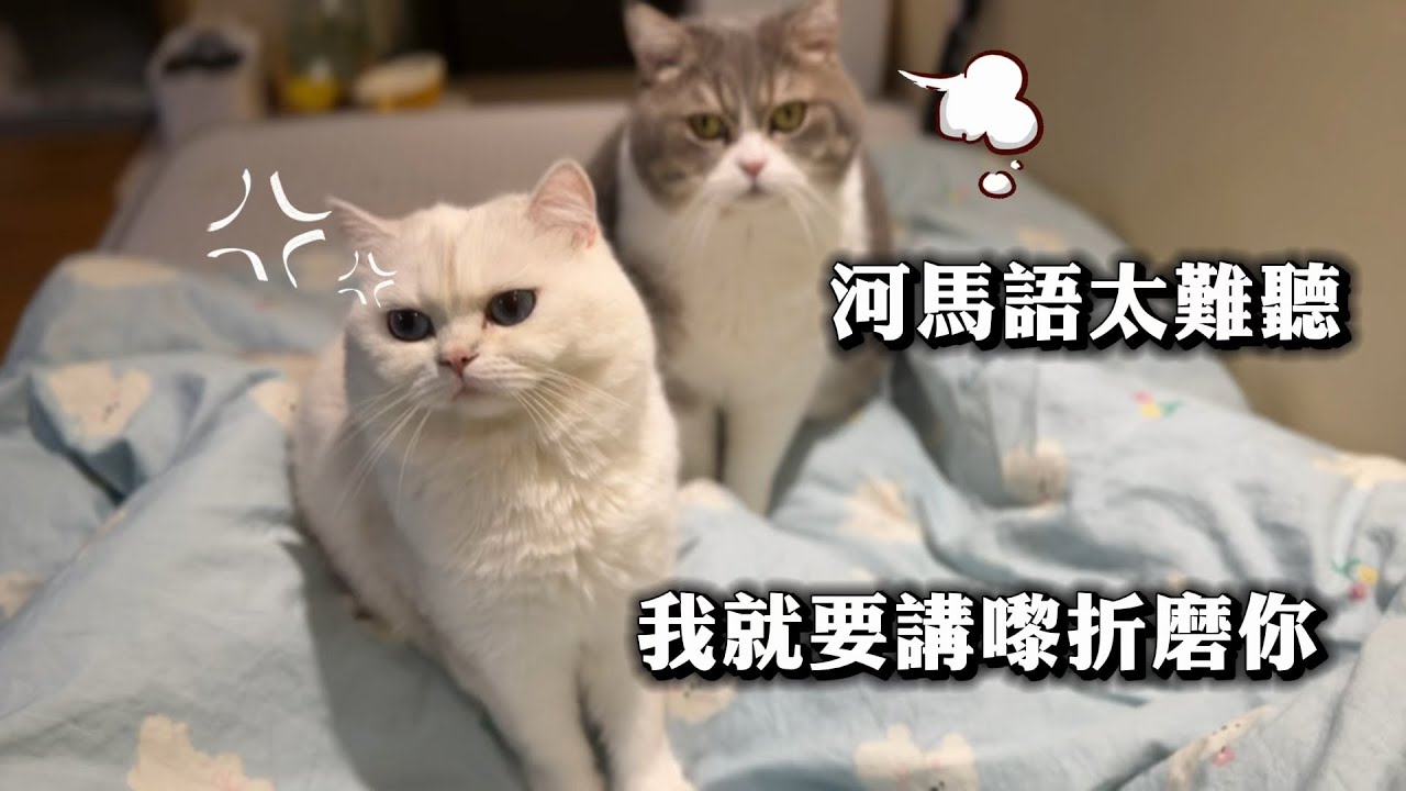 白貓講河馬語被貓哥哥極度嫌棄！三貓八卦：李龍基未離婚？有無咁癡線？🤣