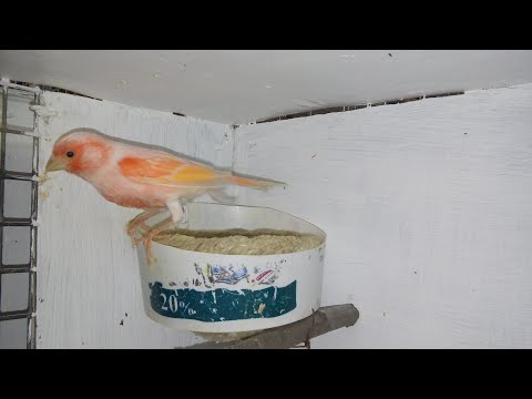 Видео: Как отрезать птичий клюв: 9 шагов (с иллюстрациями)