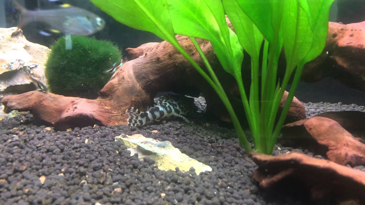 API leaf zone in my tank - YouTube