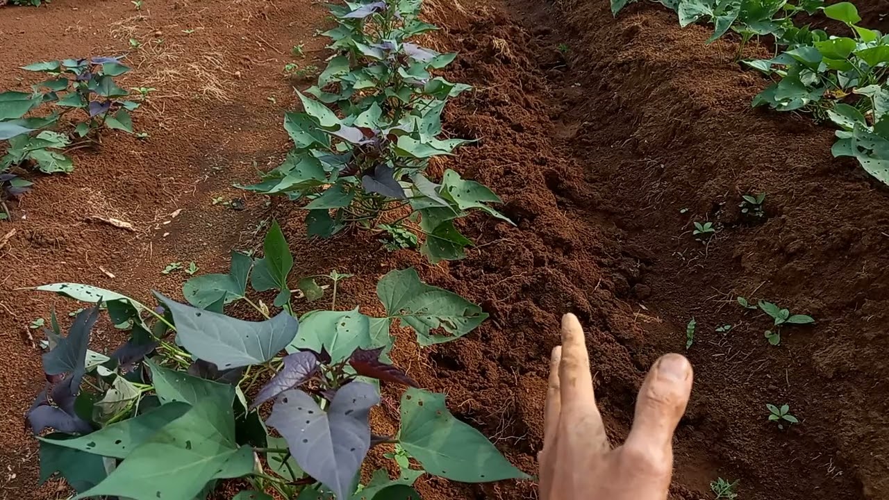 Metode jadul ( DILUAR NALAR ) penggemburan ulang extreme.