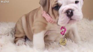 Custom Dog Tag Using Metal Blanks (DIY)