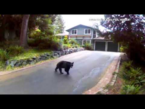 A bear and a bobcat were caught on this family's security camera