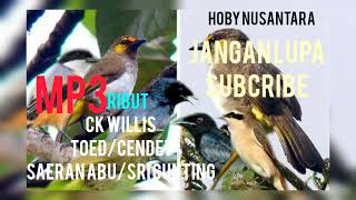 mp3 ribut burung.ck wilis/toed/cendet/saeran abu/srigunting..cocok untuk pikat@hobynusantara5159