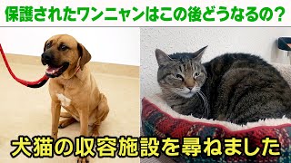 保護された犬猫はこの後どうなる※動画内でマスティフと紹介しているベルちゃんは土佐闘犬だったことが判明しました。