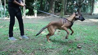 Bite work and Obedience Training with a 4.5 Months Old Belgian Malinois Puppy