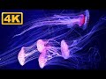 Amazing jellyfish in 4k   soothing  relaxing music  great for oledr tvs relaxation time