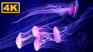 Amazing Jellyfish In 4K - Soothing Relaxing Music - Great For Oled Hdr Tvs Relaxation Time