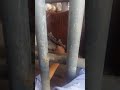 Daawo Sida Loo Duro Xoolaha Iyo Xididka Lagaga Mudo Jagular Vein By Dr Ahmed Daawo Sida Loo Duro Xoolaha Iyo Xididka Lagaga Mudo Jagular Vein By Dr Ahmed