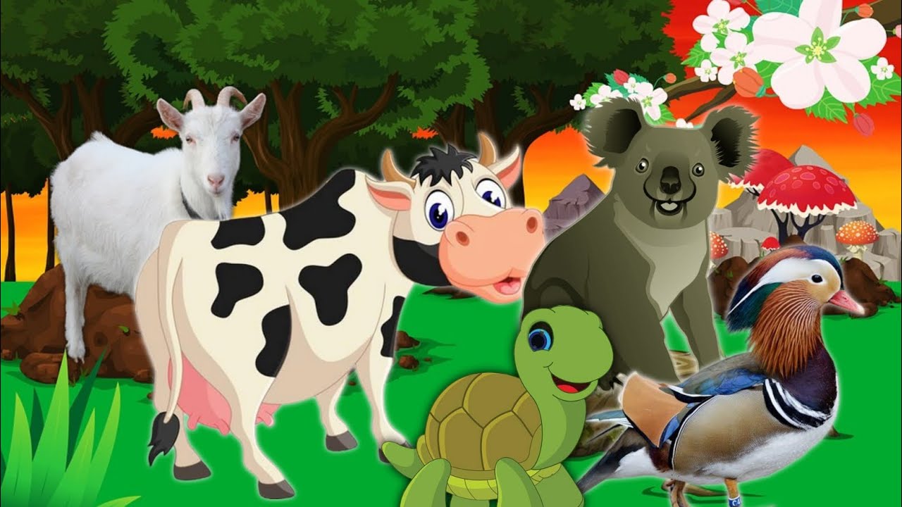 Koala Riding Tortoise Relaxing, animals sound, koala tortoise cow goat mandarin duck cocoon ...
