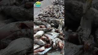 1800 Pieces Catfish Cutting #fishcutting #catfish #bengalifood #villagelife #fish