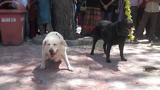 Indian Army Dogs Show in Delhi