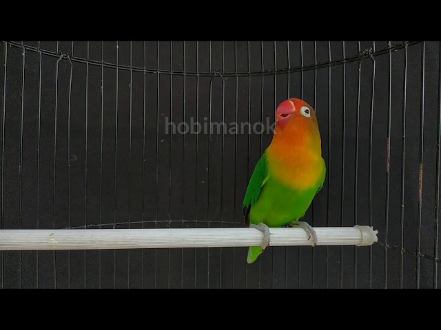 Lovebird ngetik ngekek fighter,bagus memancing Lovebird diam jadi nyaut class=