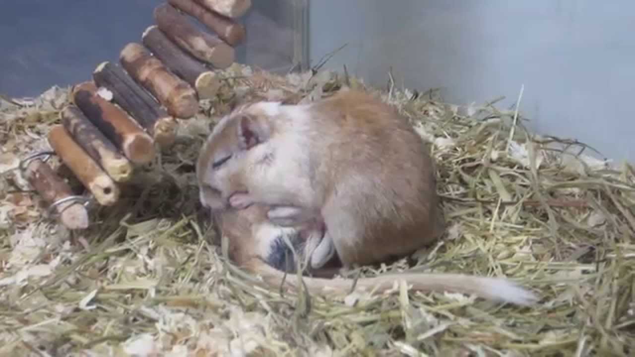 Gerbils at Råholt Zoo pet store YouTube