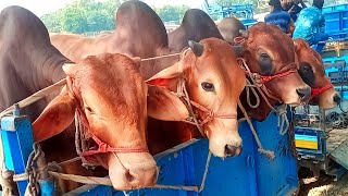 Cow unloading videos - Big cow video, cattle market cow video,crezy cow video - goru hamba cow,EP-66