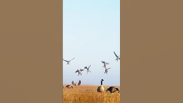 EARLY GOOSE SEASON NORTH DAKOTA! #goosehunt #goosehunting #duckhunt #hunting #duckhunting