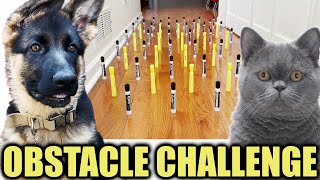 German Shepherd Puppy Uzi Vs Cats - Obstacle Challenge - Too Cute Too Funny