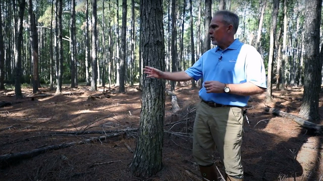 Rayonier Silviculture Scientists Answer Tough Forestry Questions