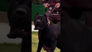 “Jackson” cane corso puppy| Israeli bloodline🩸🩸🦍☠️🐾🐾🐾