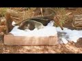 Anteater Unwinds in Bubble Bath After a Long Day at Phoenix Zoo This video brought to you by the Inside Edition channel.