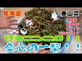 【採り過ぎ注意！！】北海道　春山菜！！　行者ニンニク！！▶️super houkai