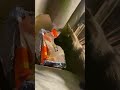 My cat being very friendly at 2:00am