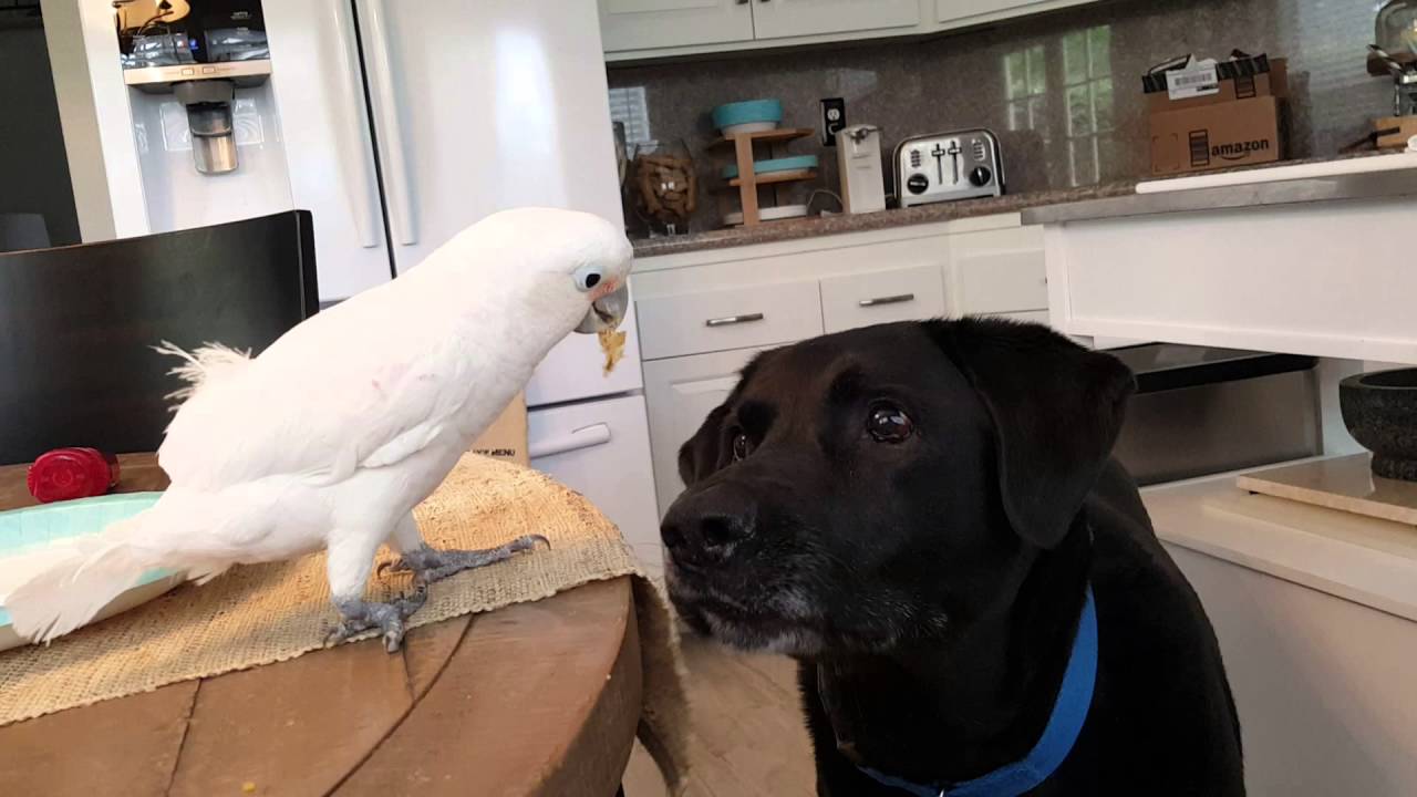 cockatoo dog