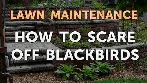 How to Scare Off Blackbirds