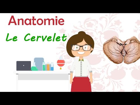 Vidéo: Anatomie, Fonction Et Diagramme De L'artère Cérébelleuse Supérieure - Cartes Corporelles