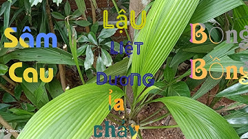 Phân Biệt Sự Khác Nhau Giữa Cây Sâm Cau và Cây Bồng Bồng l Công Dụng Của Sâm Cau và Bồng Bồng.