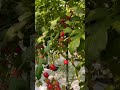 Mini Tomato in Japan 🍅 #japanfarming #Japanagriculture #ミニトマト #kumamoto