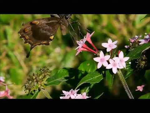 Ulysses butterfly - Papilio ulysses (HD recording, 0.5x speed).