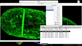 How to measure fluorescence intensity within multiple regions of an image in ImageJ