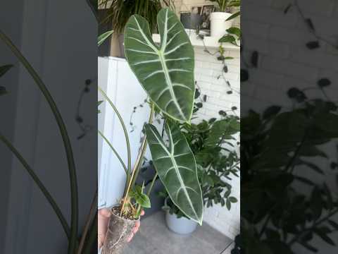 АЛОКАЗИЯ ЛОНГИЛОБА ВАР РАСТИТ КУЧУ ДЕТЕЙ 🤰🌱 #plants #алоказия #растения #цветы #сад #лонгилоба
