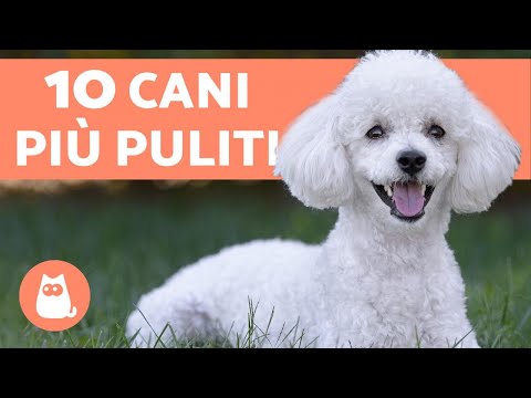 Video: 10 razze di cani meno puzzolenti