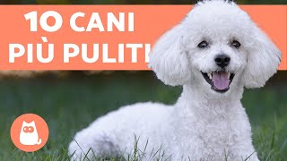 Top 10 CANI che NON PUZZANO Scoprili!