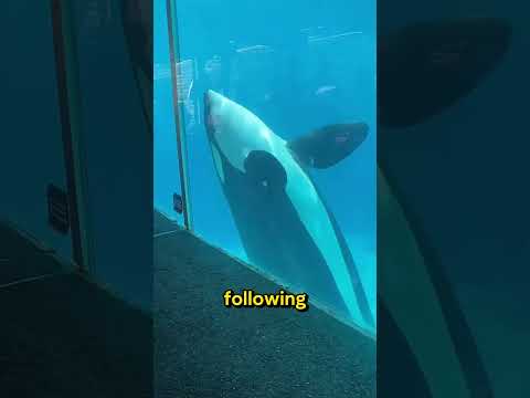 This Captive Orca Thought The The Toy Orca Was Her Lost Baby
