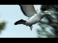 "American Pigeon Racing" Documentary Film 2016
