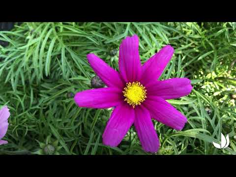 Vidéo: Plantes Cosmos : Comment faire pousser des fleurs Cosmos