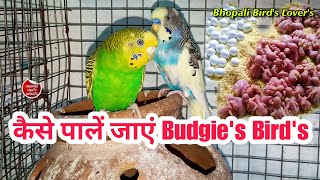 Budgies bird palne ki starting kese karn // बजरी पालने की शुरुवात करें #birdlover screenshot 5