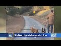 Family Stalked By Mountain Lion On El Dorado Trail