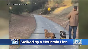 Family Stalked By Mountain Lion On El Dorado Trail