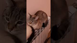 Батарея -лучшее место для лежанки котов в холода! Тайские кошки - это чудо!  Funny Cats