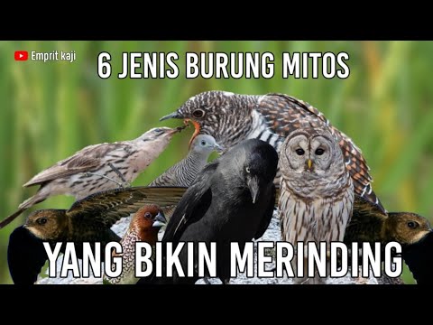Video: Burung Mitos Apa Dan Ramalan Mereka Ada