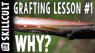 GRAFTING LESSON #1, The Possbilities, Grafting = Freedom! (and it's fun)