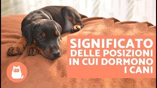 Come dormono i cani?  SIGNIFICATO delle posizioni in cui dormono i cani