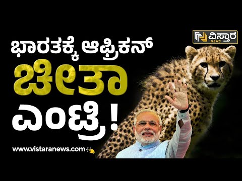 Madhya Pradesh : ಆಫ್ರಿಕಾದಿಂದ ಭಾರತಕ್ಕೆ ಎಂಟ್ರಿಕೊಟ್ಟ 8 ಚೀತಾಗಳು! | Vistara News Kannada