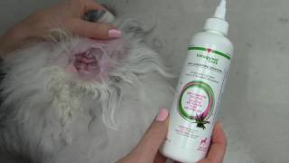 How to Clean Your Dogs Ears: At Home Dog Grooming Tutorial by Lüxe Fluff & Co.  10,423 views 7 years ago 4 minutes, 44 seconds