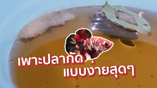 เพาะปลากัด กาแล็คซี่มุกทอง EP.1 | เตรียมบ่อเพาะ ลงรัด เช็คไข่