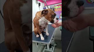 #dog #boxer #grooming