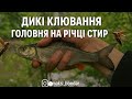 Головень атакує хруща! Жорсткі покльовки на річці Стир